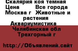 Скалярия коя темная › Цена ­ 50 - Все города, Москва г. Животные и растения » Аквариумистика   . Челябинская обл.,Трехгорный г.